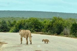 Parc national d'Addo et safari d'une journée à Schotia avec déjeuner