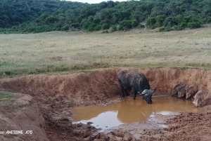 Parc national d'Addo et safari d'une journée à Schotia avec déjeuner