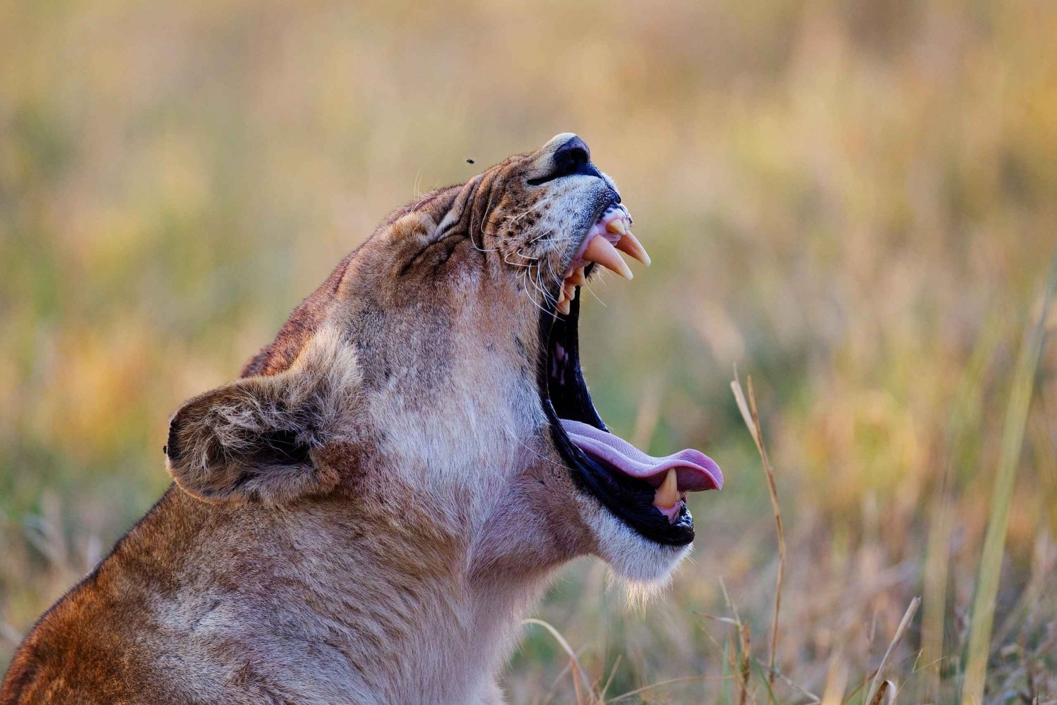 Addo: Private Full-Day Safari Tour with Lunch