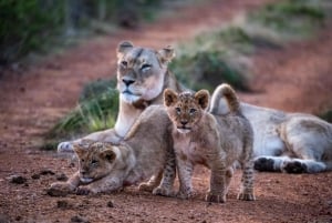 Addo: Частный сафари-тур на целый день с обедом