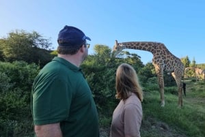 Addo Wildlife Experience: Giraffe Walk & Game Drive