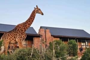 Addo Wildlife Experience: Giraffe Walk & Game Drive