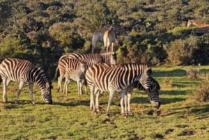 Addo Wildlife Experience: Giraffe Walk & Game Drive