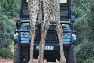 Addo Wildlife Experience: Giraffe Walk & Game Drive