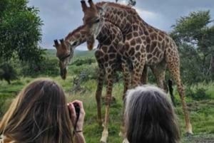 Addo Wildlife Experience: Giraffe Walk & Game Drive
