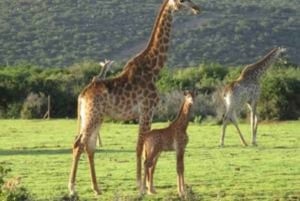 Addo Wildlife Experience: Giraffe Walk & Game Drive