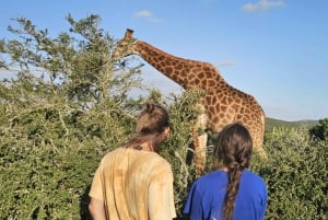 Addo Wildlife Experience: Giraffe Walk & Game Drive