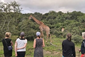 Addo Wildlife Experience: Giraffe Walk & Game Drive