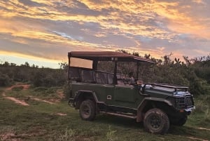 Addo Wildlife Experience: Giraffe Walk & Game Drive