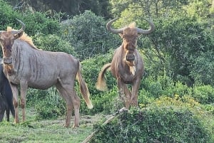 Addo Wildlife Experience: Giraffe Walk & Game Drive