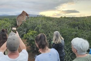 Addo Wildlife Experience: Giraffe Walk & Game Drive