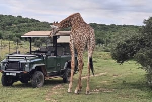 Addo Wildlife Experience: Giraffe Walk & Game Drive