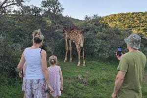 Addo Wildlife Experience: Giraffe Walk & Game Drive