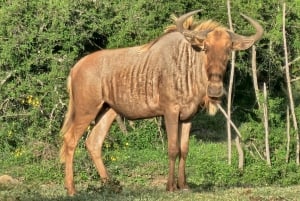 Addo Wildlife Experience: Giraffe Walk & Game Drive