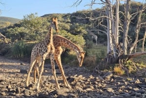 Addo Wildlife Experience: Giraffe Walk & Game Drive