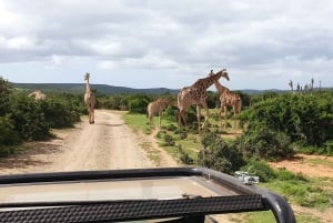 Addo Wildlife Experience: Giraffe Walk & Game Drive