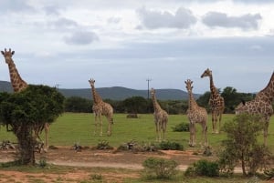 Addo Wildlife Experience: Giraffe Walk & Game Drive