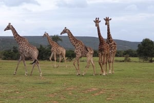 Addo Wildlife Experience: Giraffe Walk & Game Drive