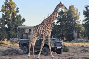 Addo Wildlife Experience: Giraffe Walk & Game Drive