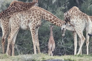 Addo Wildlife Experience: Giraffe Walk & Game Drive
