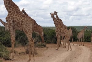 Addo Wildlife Experience: Giraffe Walk & Game Drive