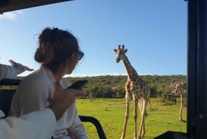 Addo Wildlife Experience: Giraffe Walk & Game Drive