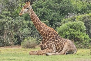 Addo Wildlife Experience: Giraffe Walk & Game Drive