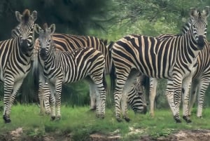 Addo Wildlife Experience: Giraffe Walk & Game Drive
