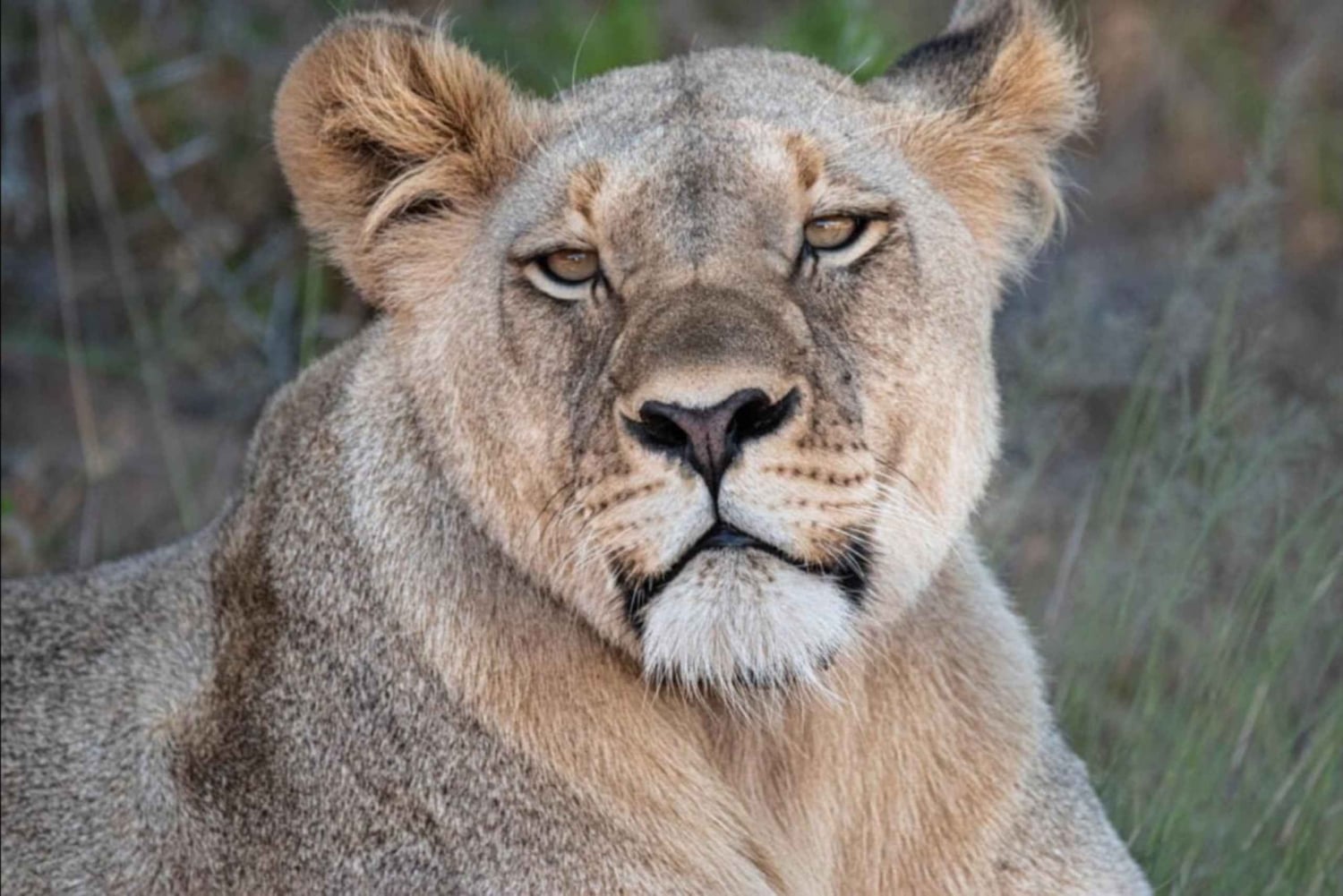 Addo Wildlife Reserve Sunset Safari +Bush Dinner :Gqeberha