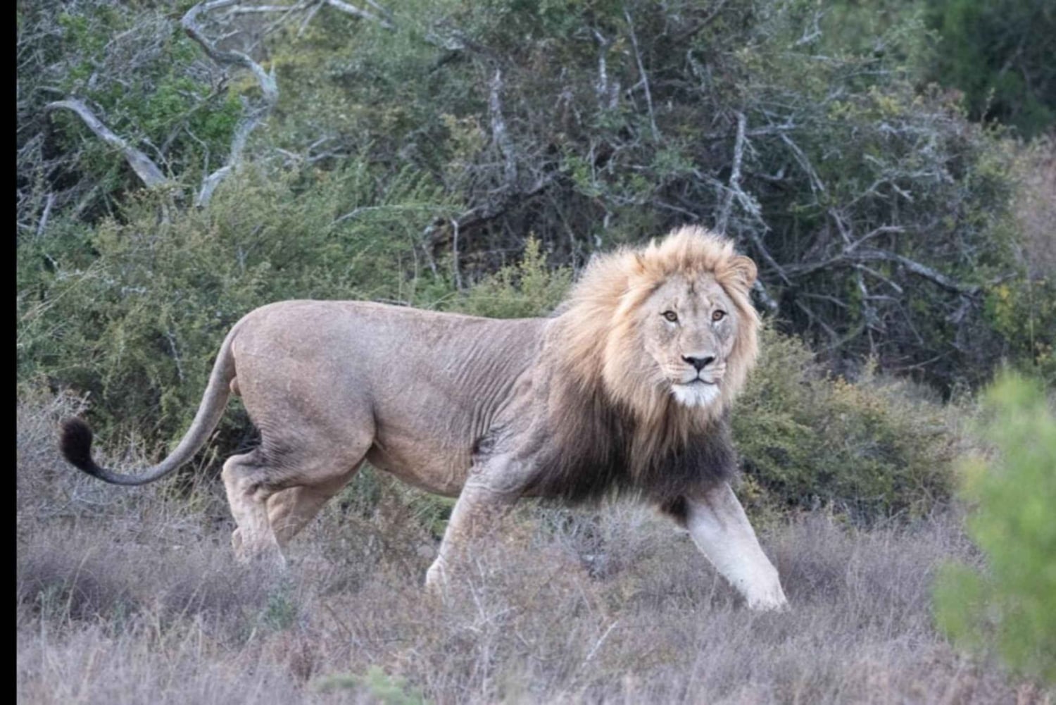 Addo Wildlife Reserve Sunset Safari +Bush Dinner :Gqeberha