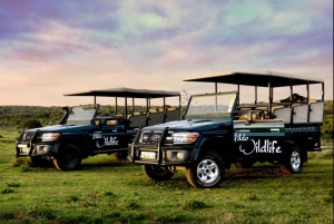 Addo Wildlife Reserve Sunset Safari + Bush Dinner: Gqeberha