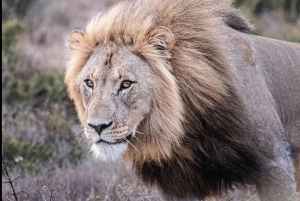 Addo Wildlife Reserve Sunset Safari +Bush Dinner :Gqeberha