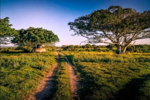 Addo Wildlife Reserve Sunset Safari +Bush Dinner :Gqeberha