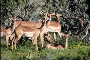 Addo Wildlife Reserve Sunset Safari +Bush Dinner :Gqeberha