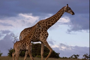 Addo Wildlife Reserve Sunset Safari +Bush Dinner :Gqeberha