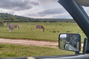 Addo Wildlife Reserve Sunset Safari +Bush Dinner :Gqeberha