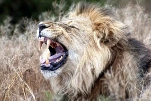 Addo Wildlife Reserve Sunset Safari +Bush Dinner :Gqeberha