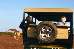 Addo Wildlife Reserve Sunset Safari +Bush Dinner :Gqeberha