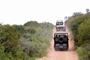 Addo Wildlife Reserve Sunset Safari +Bush Dinner :Gqeberha
