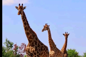 Addo Wildlife Reserve Sunset Safari +Bush Dinner :Gqeberha