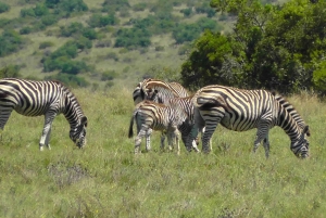 Addo Wildlife Reserve Sunset Safari +Bush Dinner :Gqeberha