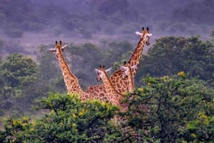 Addo Zip Line, Kragga Kamma Game Park i Addo Elephant Park