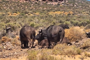 All-inclusive Big 5 Aquila Safari Game Drive Erlebnis