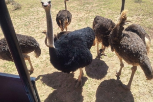 All-inclusive Big 5 Aquila Safari Game Drive Erlebnis