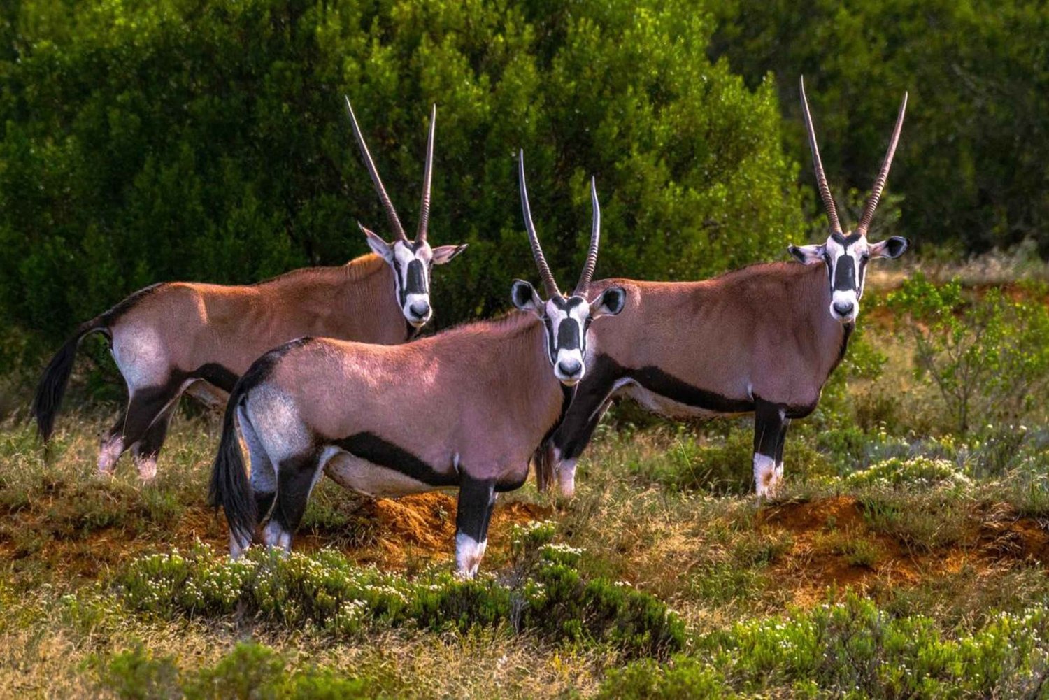 Amakhala Game Reserve: Full-Day Guided Big 5 Safari