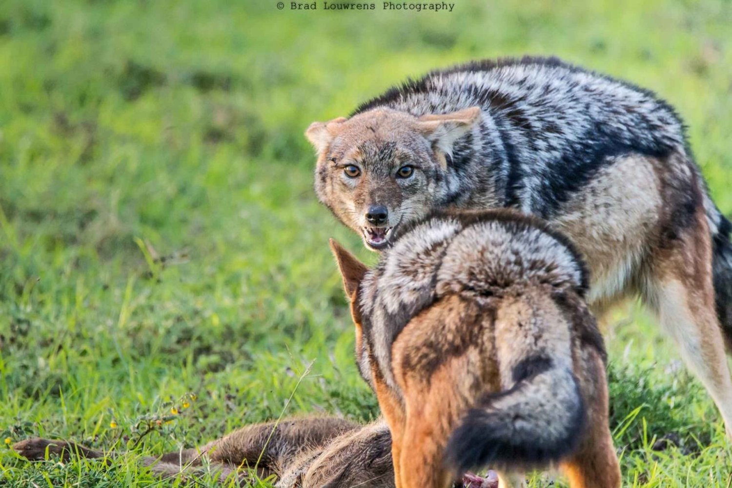 Amakhala Game Reserve: Full-Day Guided Big 5 Safari