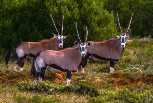 Amakhala Game Reserve: Full-Day Guided Big 5 Safari