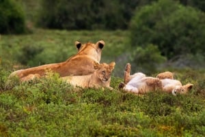 Amakhala Game Reserve: Full-Day Guided Big 5 Safari