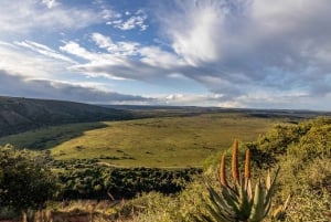 Amakhala Game Reserve : Half Day Guided Big 5 Safari