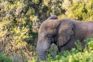 Amakhala Game Reserve : Half Day Guided Big 5 Safari